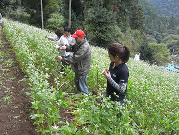 傾斜の強い畑です・・