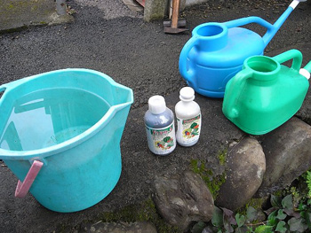 ミツバチ寄せにはステビアです