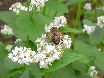 さっそミツバチ様ご来店