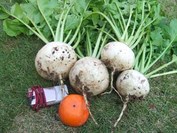 聖護院蕪の収穫