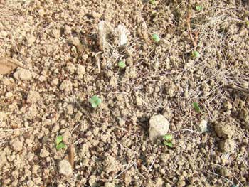 白長二十日大根