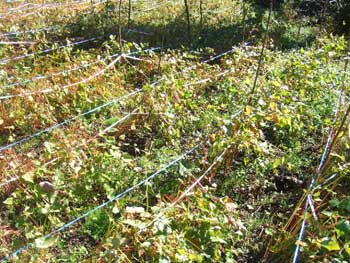 倒壊防止虚しく