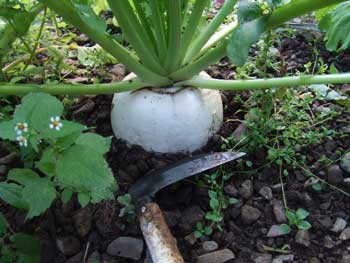 おなじみ聖護院蕪