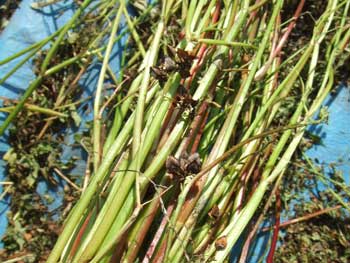 まだまだ蕎麦の実