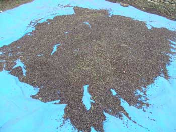 可成り綺麗に選別