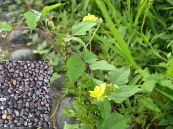 ヤブツルアズキを新たな村の特産物に