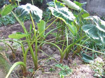 里芋の葉が枯れ始め