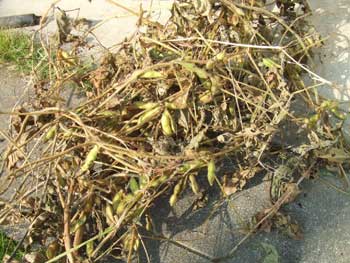 来年用の種取り枝豆