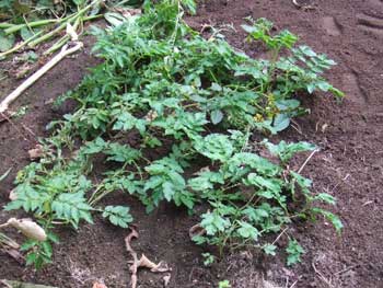 アンデスレッド