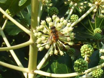 ヤツデの花にミツバチが