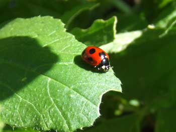 テントウムシが日向ぼっこ