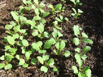 白長二十日大根の本葉