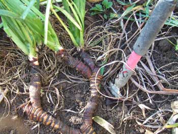 菖蒲の手入れをしませんでした