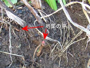 芍薬の領分まで進出していました