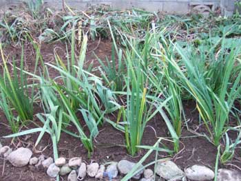 スッキリしました菖蒲