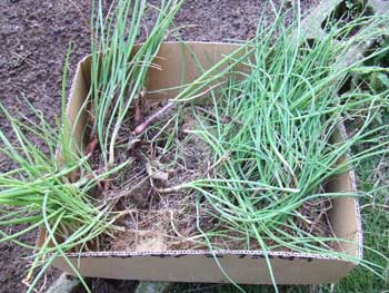 左側が紫玉葱、右が黄色玉葱