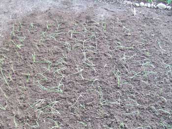 慌てて移植をしました