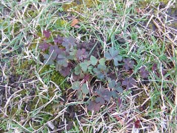 雑草アカカタバミ