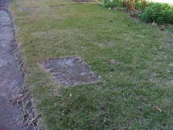 敷石も覆い尽く勢い