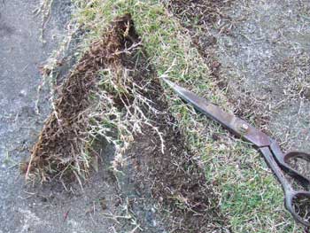 不思議な植物の営み