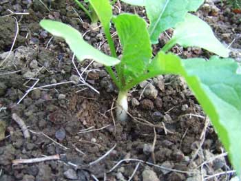 白長二十日大根が大根らしく