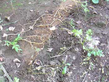 秋作りのアンデスレット