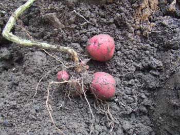 卵大の控えめな大きさ