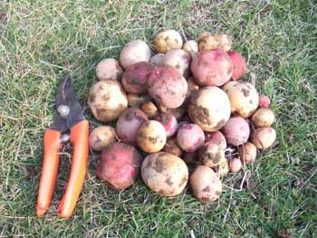 農業は難しい一発勝負