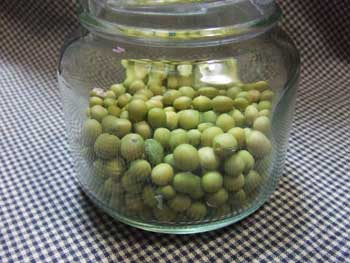 種として十分な量が取れました