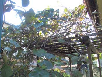 キウィーの枝がボサボサ