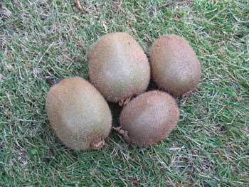 収穫忘れの実４ヶが駄賃 