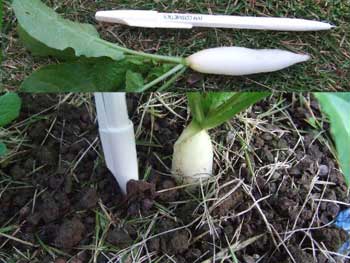 そろそろ収穫でしょうか？