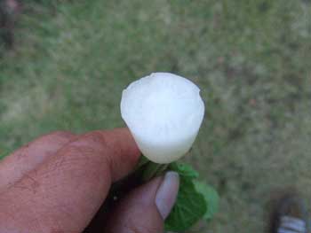 間違いなく大根の味