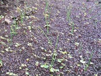 土の凍結から玉葱の苗を守るために