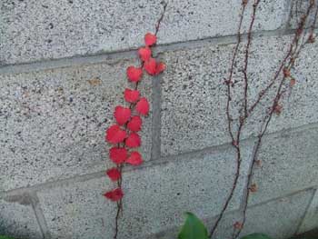 葉の無い酸漿のよう