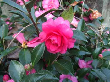 山茶花は盛りが過ぎ