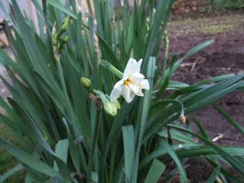 葉が地上に顔を出したばかり