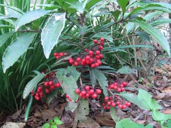 鳥が運んで来て育ちました藪柑子