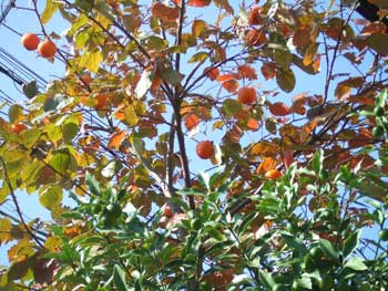 埼玉菜園（高枝鋏）