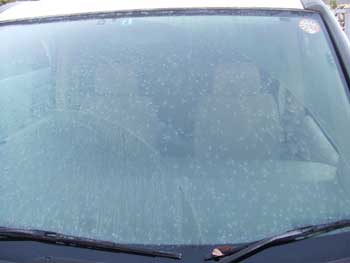 車の窓に霜の花が咲いておりました