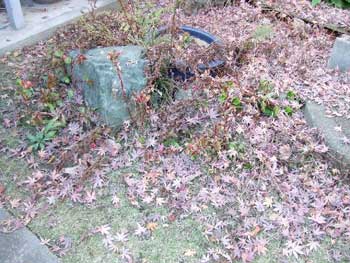 ヒトデの大発生かと思えば紅葉の落ち葉