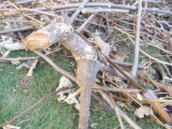 キウィーの剪定