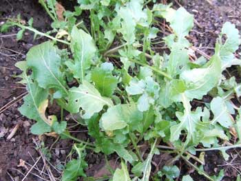 ルッコラは元気