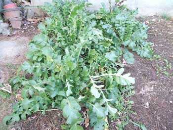 辛味大根の成長しすぎが心配