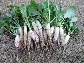 白長二十日大根を収穫