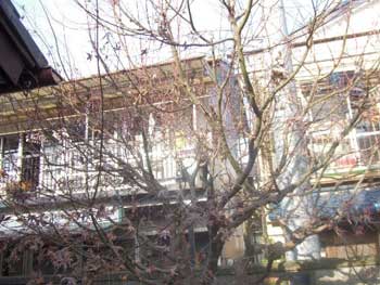 剪定をしますと新芽が長く伸びます