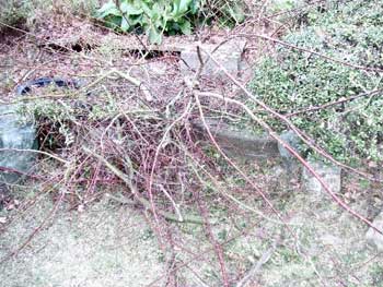 枝の始末に困ります