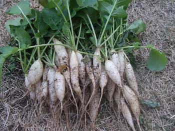 白長二十日大根を収穫