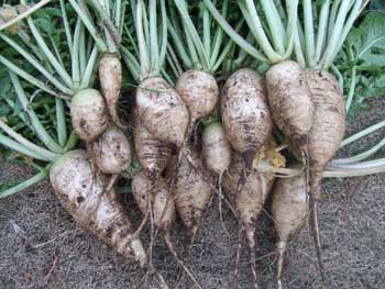 育ちすぎて短足大根