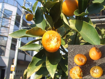 金柑が色づいてきました